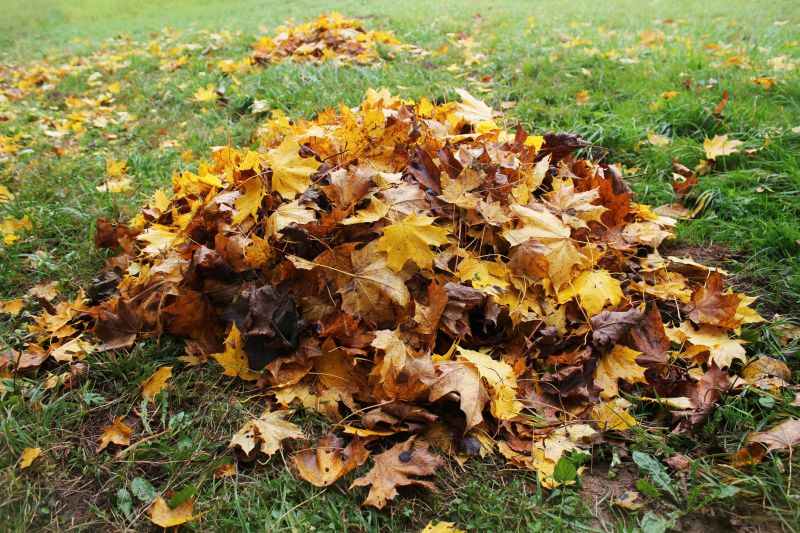Fall Leaf Cleanup