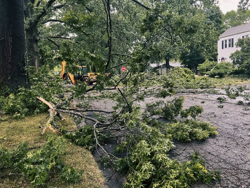 Fallen Tree on Roadway