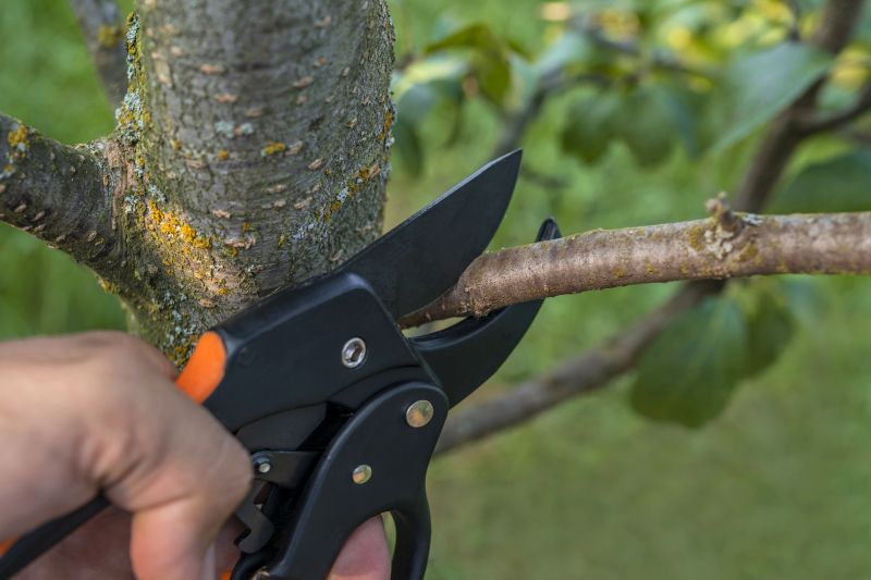 Orchard Tree Pruning