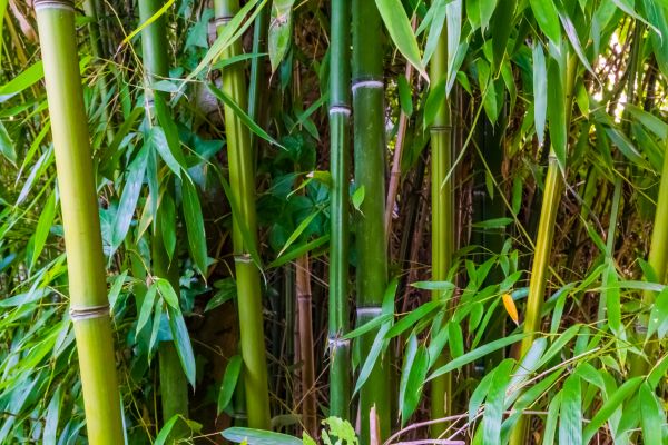Cost of Bamboo Trimming in Hampstead