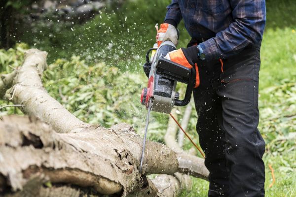 Branch Removal Service in Hampstead