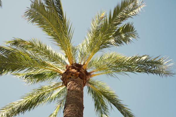 Palm Tree Pruning in Hampstead