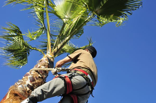 Palm Tree Trimming in Hampstead