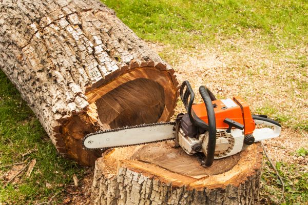 Tree Cutting Service in Hampstead