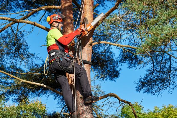 Tree Service in Hampstead