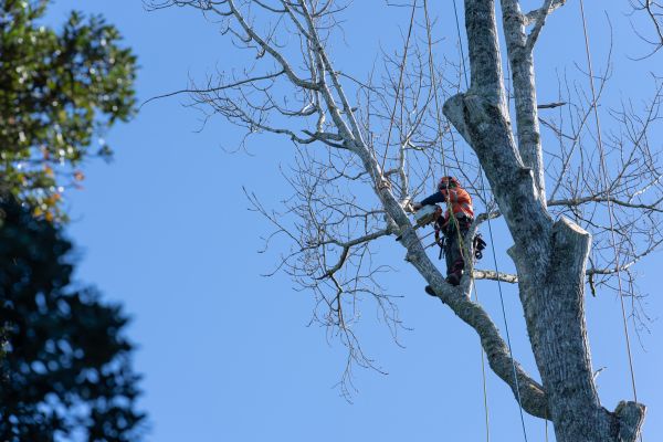 Tree Topping Service in Hampstead
