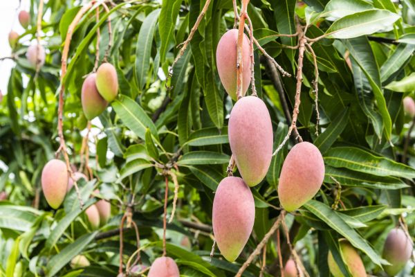 Mango Tree Trimming in Hampstead