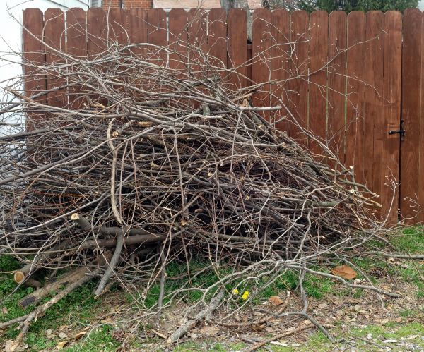Cost of Dead Branch Removal in Hampstead