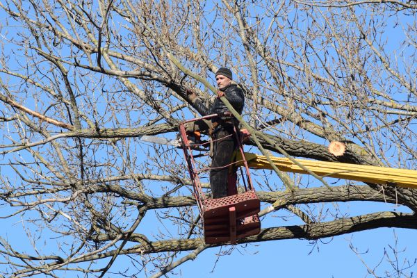 Cost of Emergency Tree Trimming in Hampstead