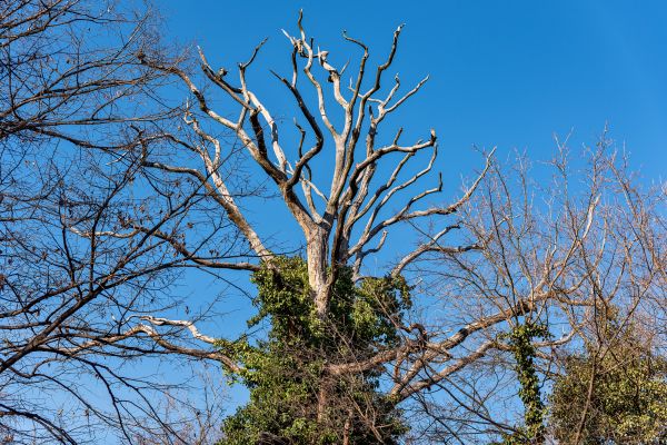Cost of Deadwood Removal in Hampstead