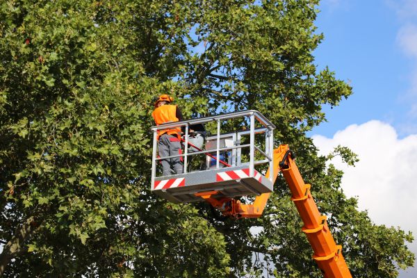 Commercial Tree Service in Hampstead