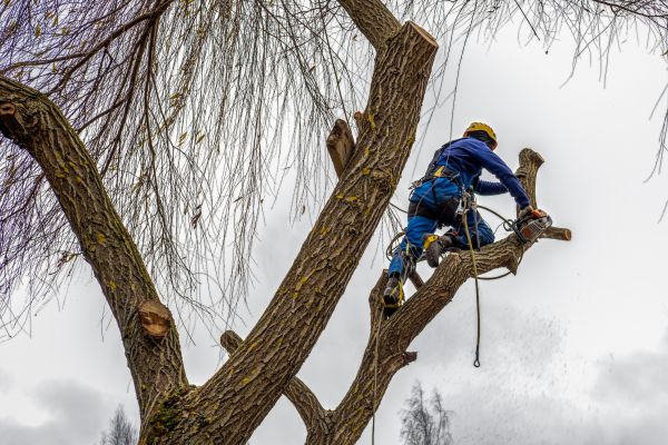 Cost of Tree Maintenance Service in Hampstead