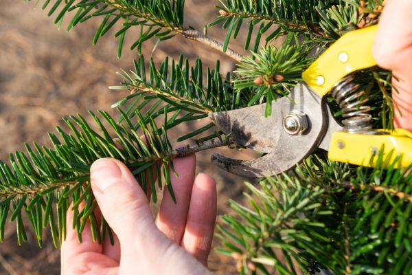 Pine Tree Pruning in Hampstead