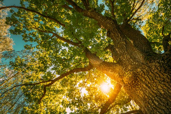 Oak Tree Pruning in Hampstead