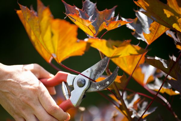Maple Tree Pruning in Hampstead