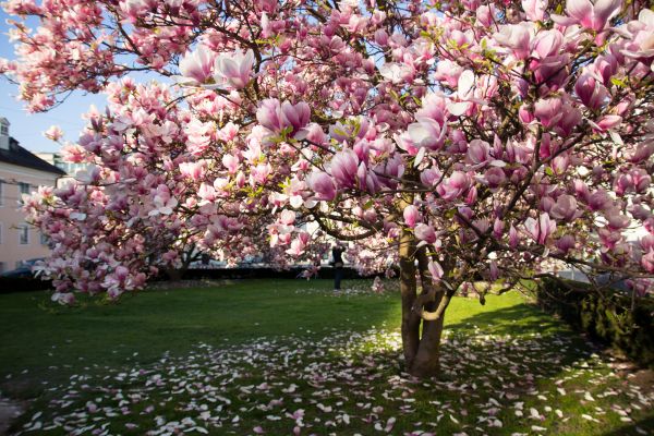 Cost of Magnolia Tree Pruning in Hampstead