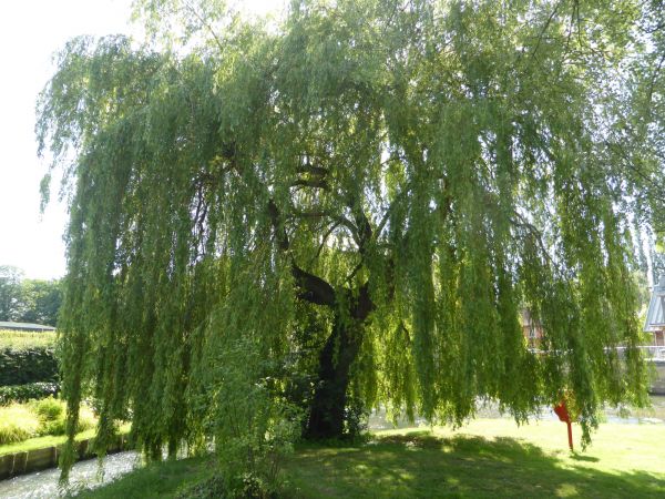 Cost of Willow Tree Trimming in Hampstead