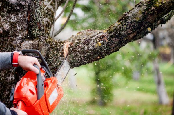 Tree Limbs Removal in Hampstead