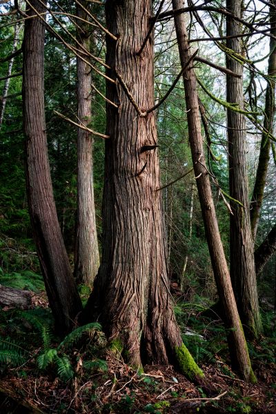 Cost of Cedar Tree Trimming in Hampstead