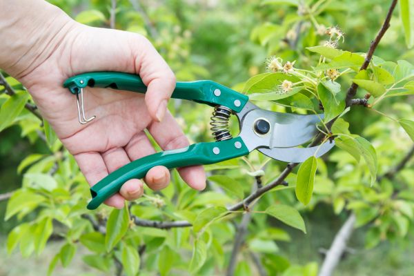 Pear Tree Pruning in Hampstead