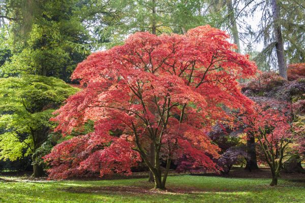 Japanese Maple Pruning in Hampstead
