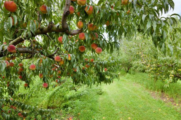 Peach Tree Pruning in Hampstead