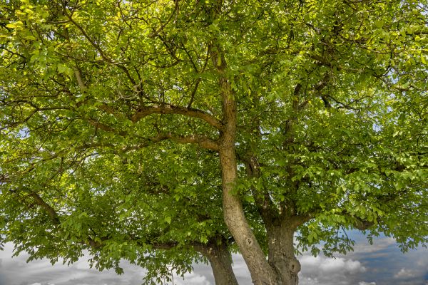 Walnut Tree Trimming in Hampstead