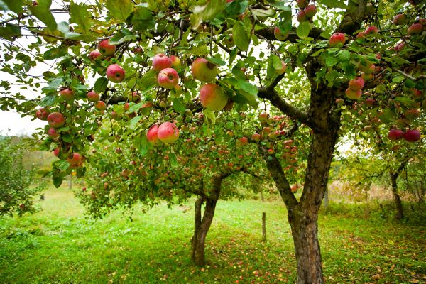 Apple Tree Pruning in Hampstead
