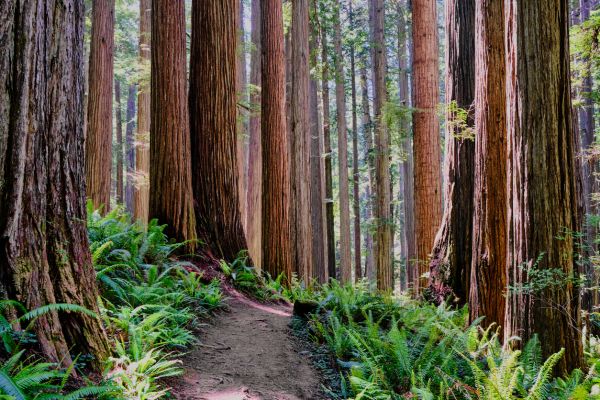 Cost of Redwood Tree Trimming in Hampstead