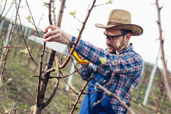 Orchard Tree Pruning in Hampstead