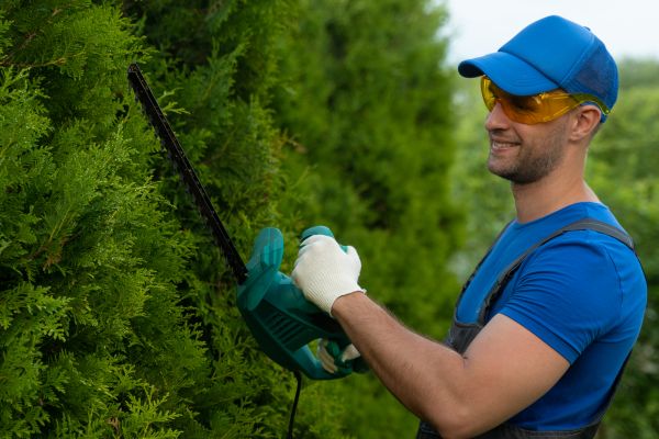 Cost of Tree Shaping Service in Hampstead