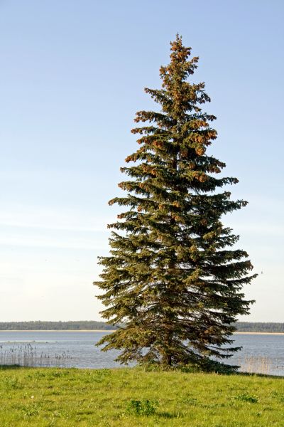 Spruce Tree Pruning in Hampstead