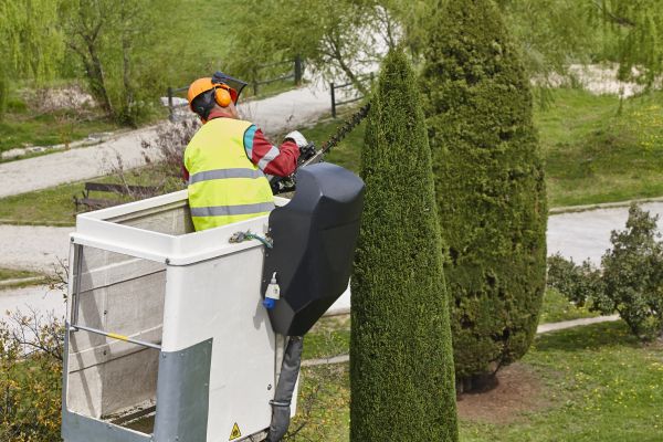 Cypress Tree Pruning in Hampstead