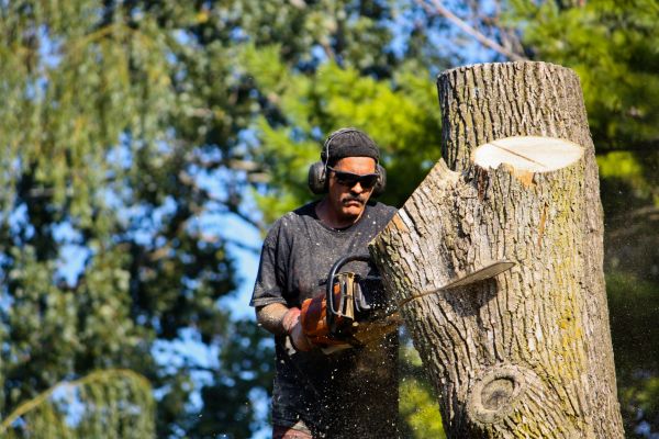 Ash Tree Pruning in Hampstead