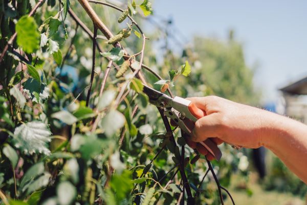 Cost of Birch Tree Pruning in Hampstead