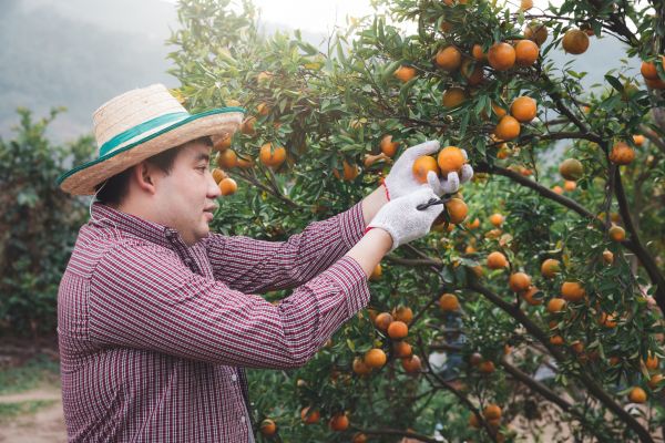 Cost of Orange Tree Pruning in Hampstead