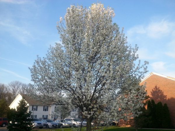 Cost of Bradford Pear Tree Pruning in Hampstead