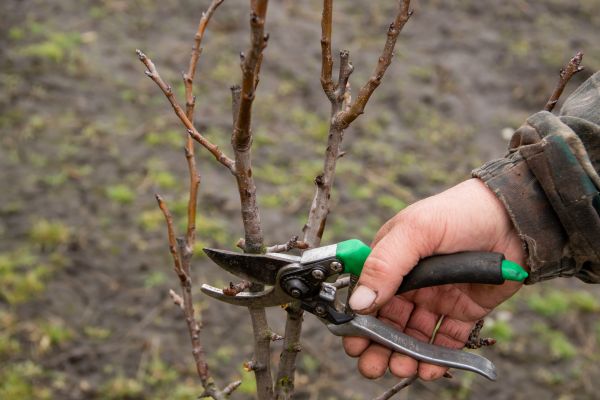 Pear Trees Pruning in Hampstead