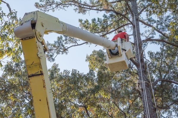 Cost of Limbs Trimming in Hampstead