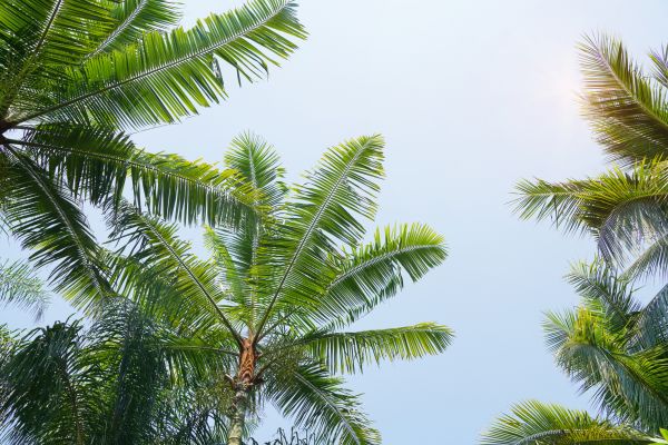 Cost of Queen Palm Tree Trimming in Hampstead
