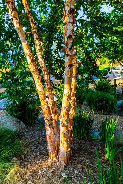 Cost of River Birch Trimming in Hampstead