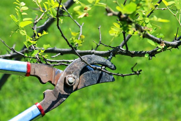 Branches Pruning in Hampstead