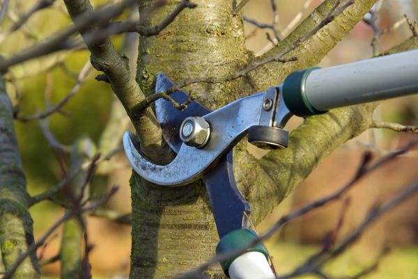 Tree Limb Trimming Service in Hampstead