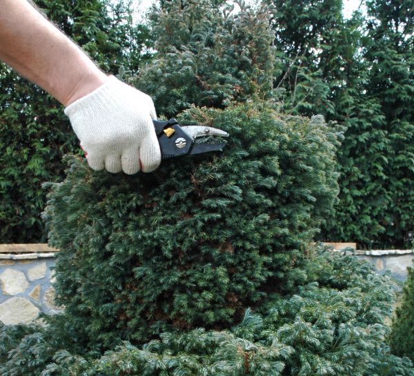 Cost of Ornamental Tree Trimming in Hampstead