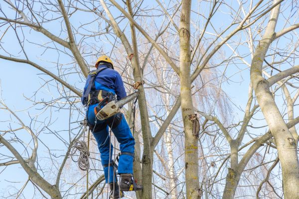 Cost of Large Tree Trimming in Hampstead