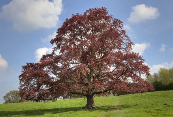 Cost of Beech Tree Pruning in Hampstead