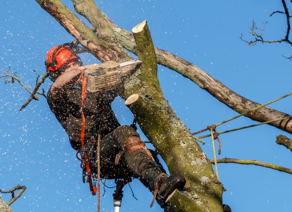 Tree Trimming Service in Hampstead