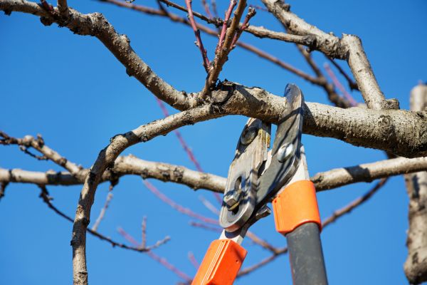 Tree Pruning in Hampstead