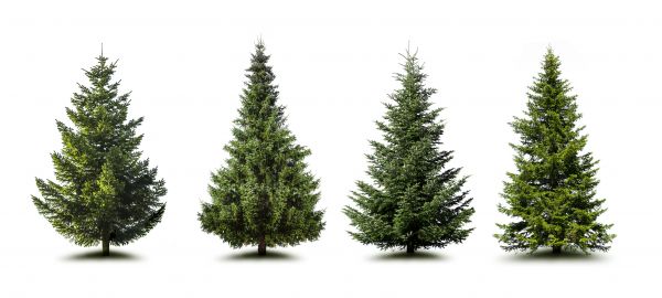 Cost of Pine Tree Trimming in Hampstead