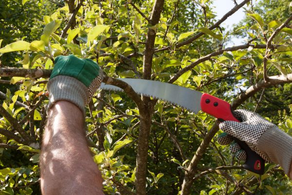 Apple Tree Trimming in Hampstead